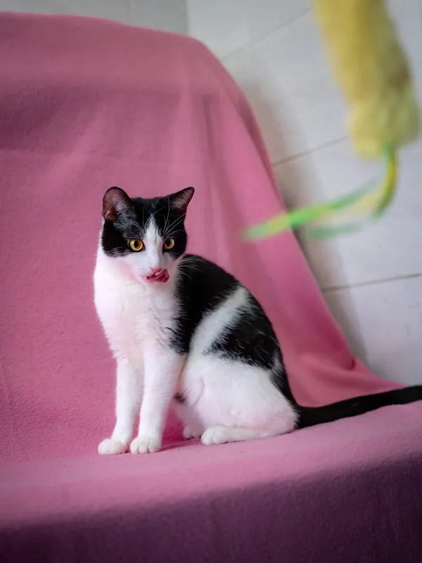 Kot do adopcji, Sosnowiec, 19 lutego 2025 (5/5)