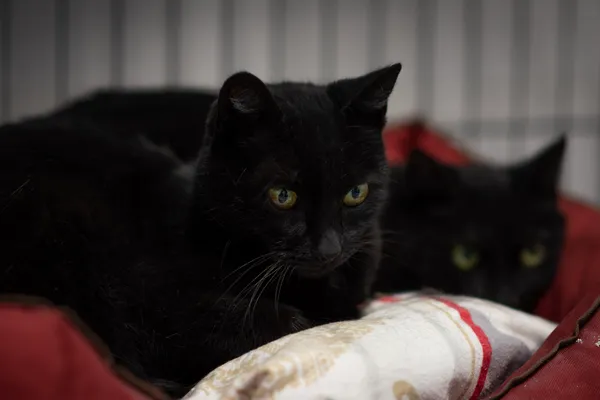 Kot do adopcji, Sosnowiec, 15 lutego 2025 (4/5)