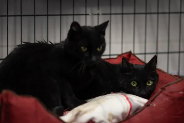 Kot do adopcji, Sosnowiec, 15 lutego 2025 (2/5)