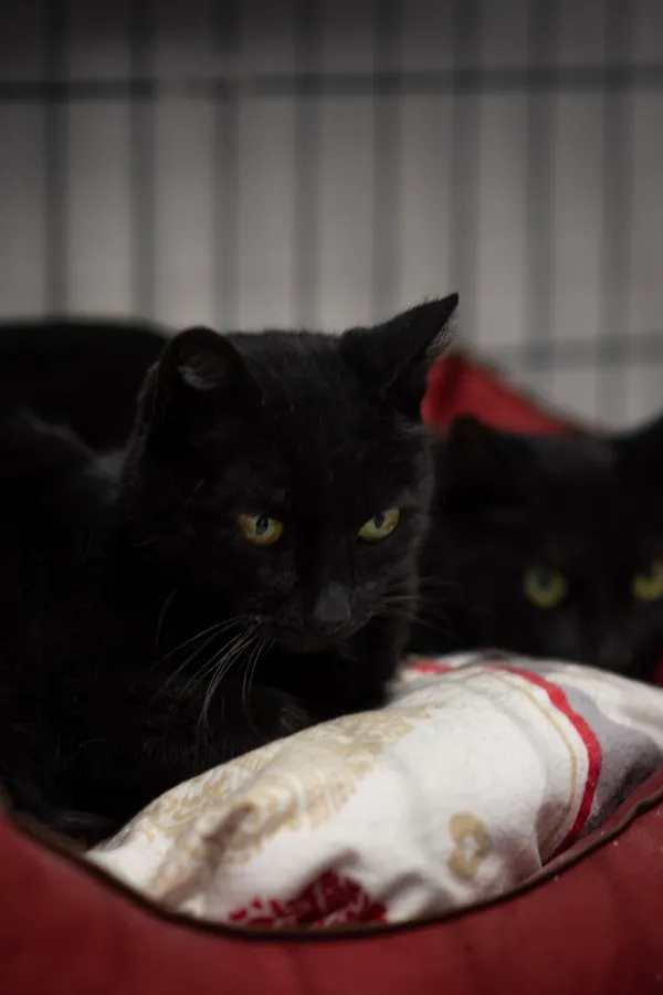 Kot do adopcji, Sosnowiec, 15 lutego 2025 (4/5)