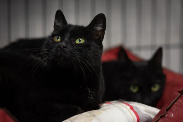 Kot do adopcji, Sosnowiec, 15 lutego 2025 (5/5)