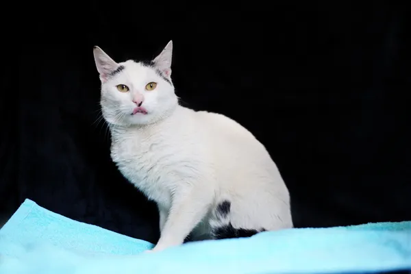 Znaleziono kota, Sosnowiec, 26 lutego 2025 (1/5)