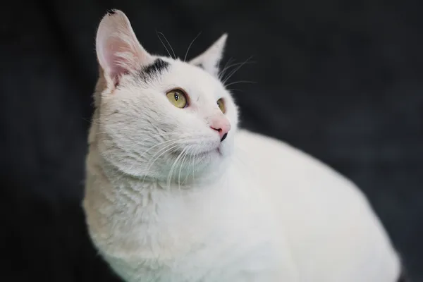 Znaleziono kota, Sosnowiec, 26 lutego 2025 (2/5)