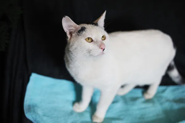 Znaleziono kota, Sosnowiec, 26 lutego 2025 (3/5)