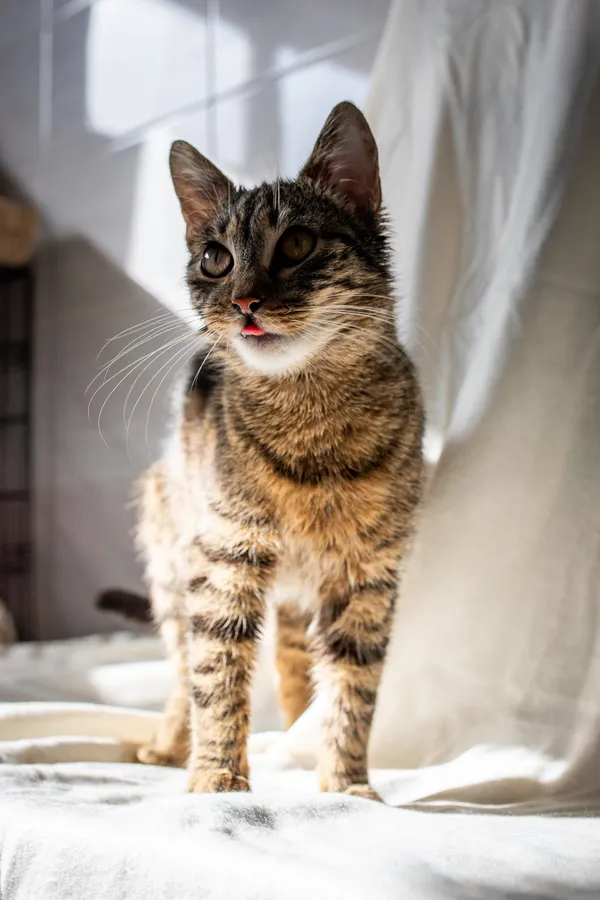 Znaleziono kota, Sosnowiec, 21 lutego 2025 (2/5)