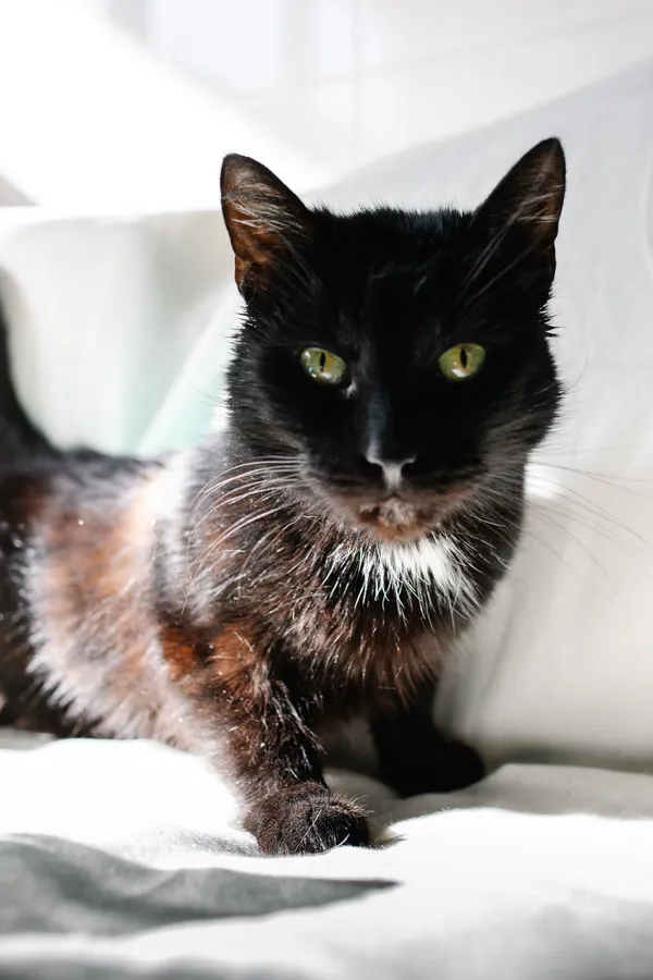 Znaleziono kota, Sosnowiec, 21 lutego 2025 (3/3)