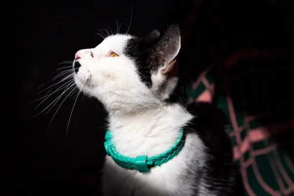 Znaleziono kota, Sosnowiec, 22 lutego 2025 (3/5)