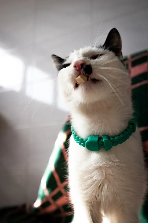 Znaleziono kota, Sosnowiec, 22 lutego 2025 (4/5)