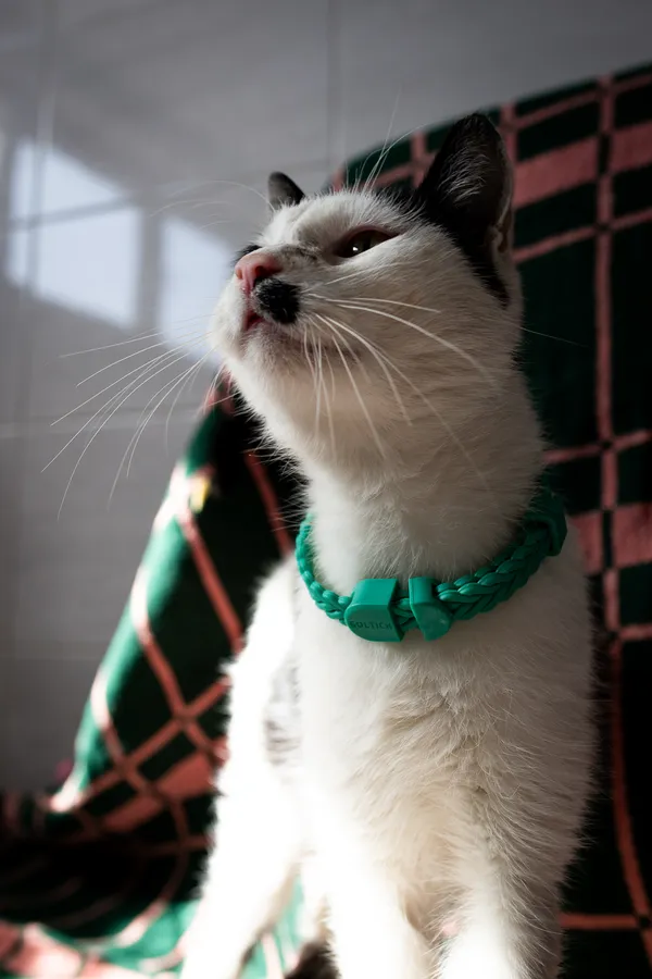 Znaleziono kota, Sosnowiec, 22 lutego 2025 (5/5)