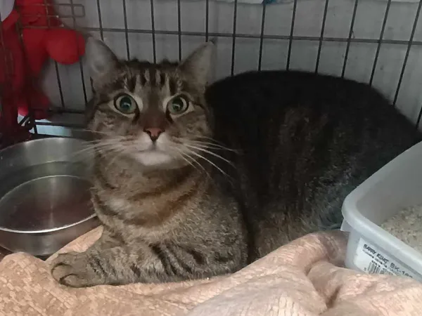 Znaleziono kota, Sosnowiec, 23 lutego 2025