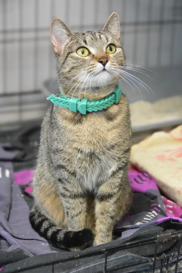 Znaleziono kota, Sosnowiec, 19 lutego 2025 (2/5)