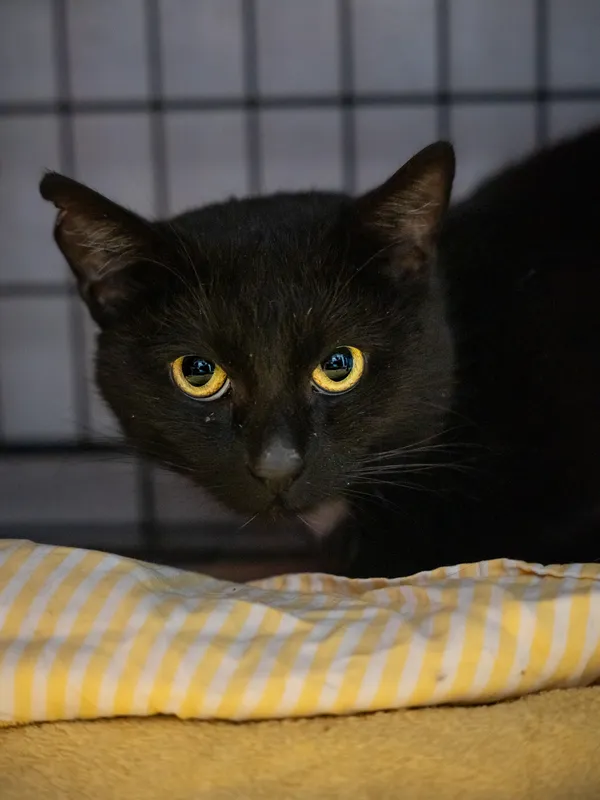 Znaleziono kota, Sosnowiec, 14 lutego 2025 (2/5)