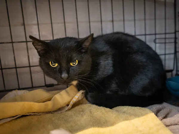 Znaleziono kota, Sosnowiec, 14 lutego 2025 (3/5)