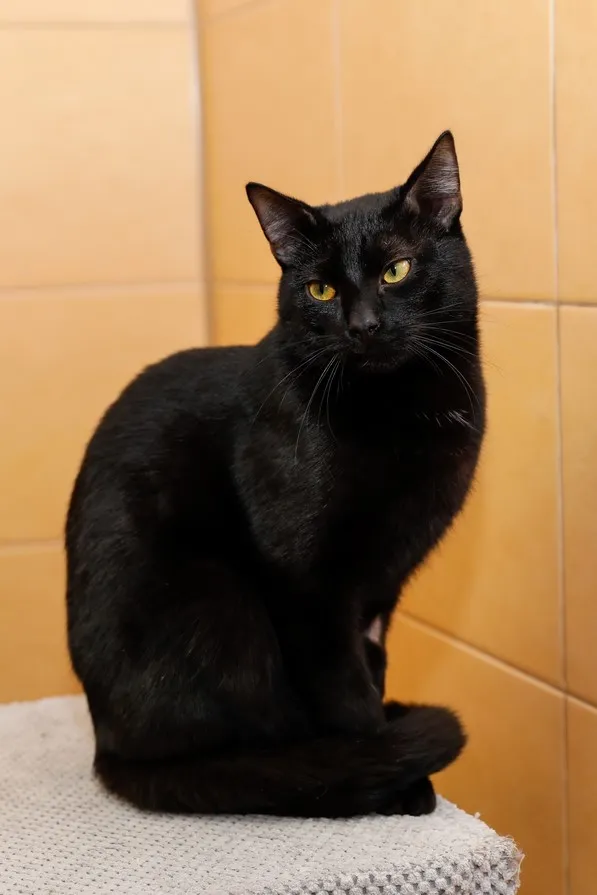 Kot do adopcji, Elbląg, 26 lutego 2025 (2/5)