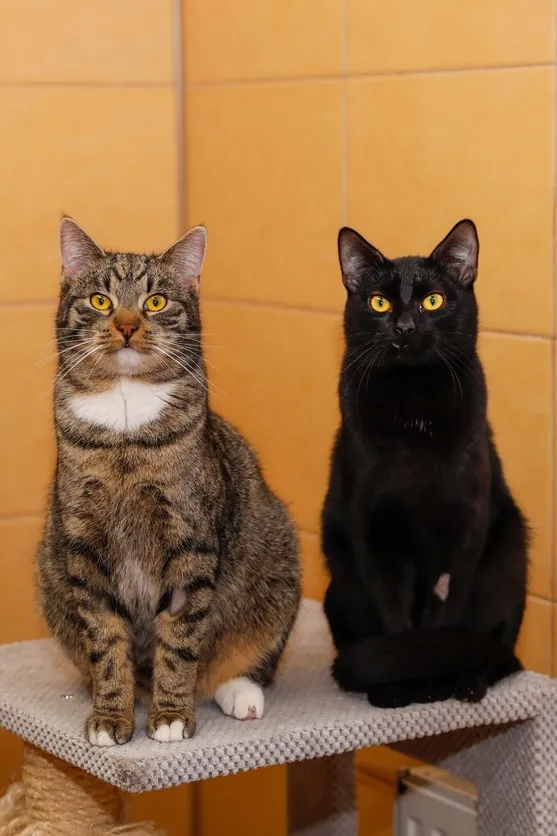 Kot do adopcji, Elbląg, 26 lutego 2025 (3/5)