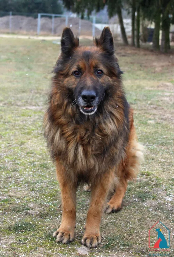 Pies do adopcji, Grudziądz, 12 lutego 2025