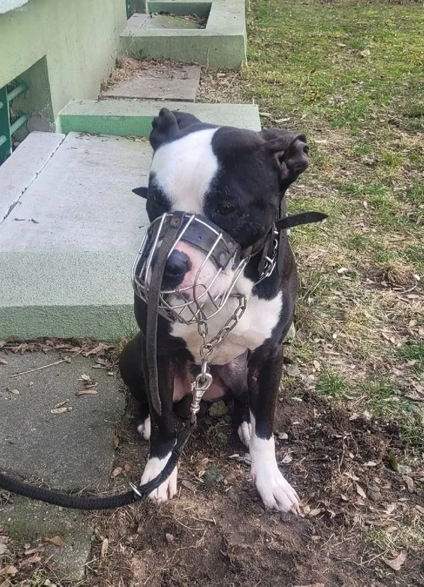 Znaleziono psa, Łódź, 25 lutego 2025 (1/5)