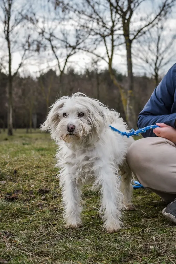 Pies do adopcji, Radom, 26 lutego 2025 (4/5)