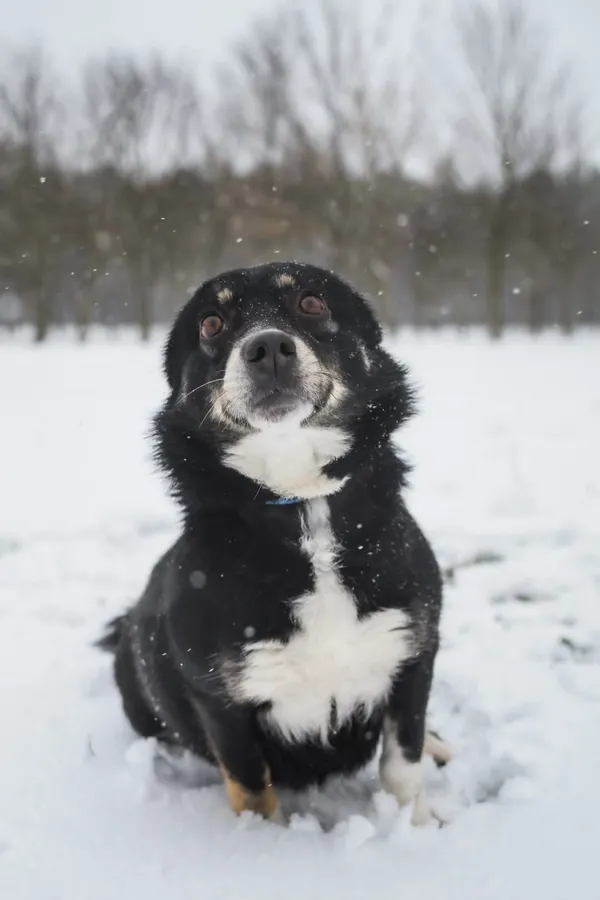 Pies do adopcji, Radom, 26 lutego 2025 (1/5)