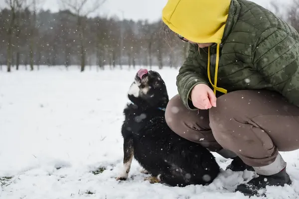 Pies do adopcji, Radom, 26 lutego 2025 (3/5)