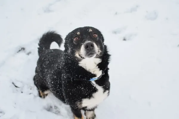 Pies do adopcji, Radom, 26 lutego 2025 (4/5)