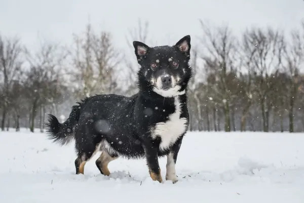 Pies do adopcji, Radom, 26 lutego 2025 (5/5)