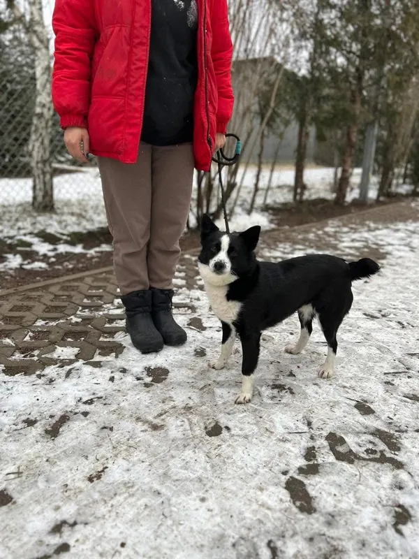 Pies do adopcji, Radom, 26 lutego 2025 (4/5)