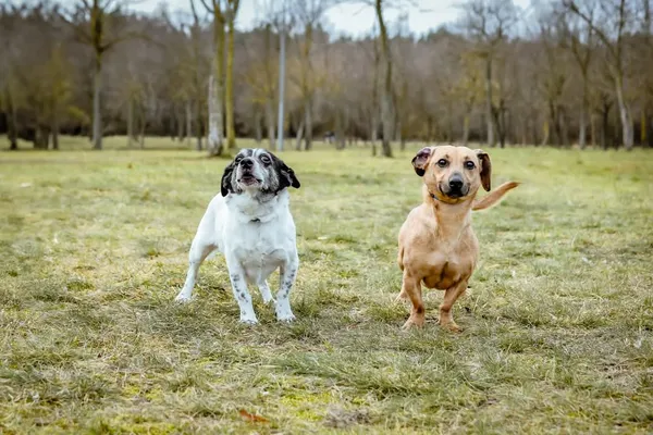 Pies do adopcji, Radom, 26 lutego 2025 (1/5)