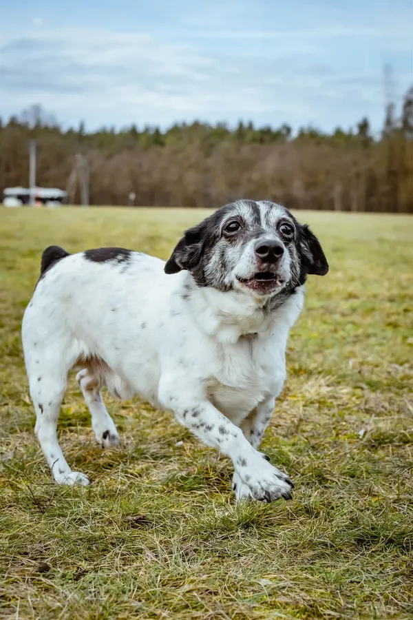 Pies do adopcji, Radom, 26 lutego 2025 (2/5)