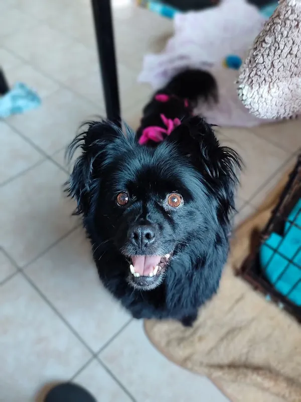 Pies do adopcji, Radom, 26 lutego 2025 (1/5)