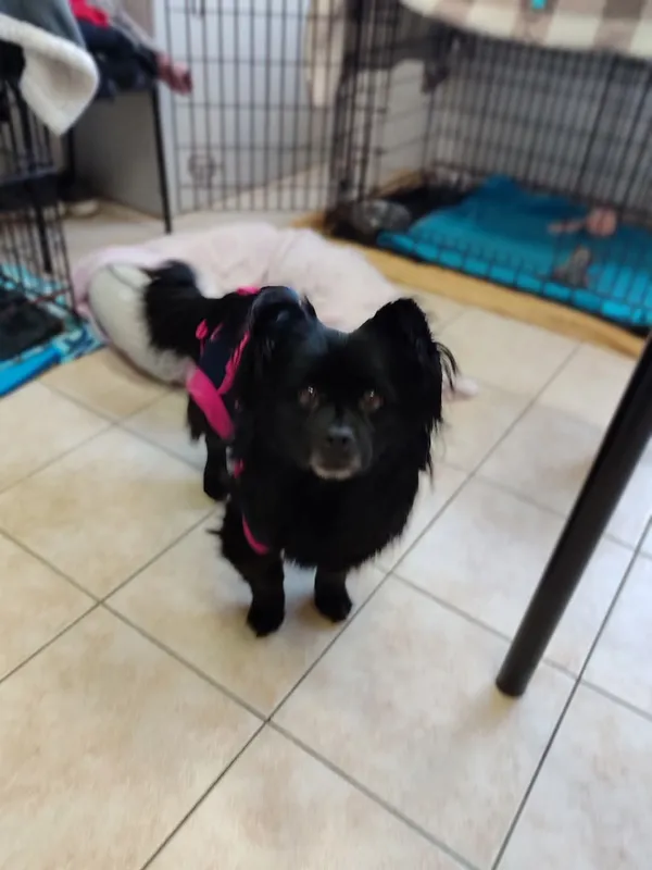 Pies do adopcji, Radom, 26 lutego 2025 (3/5)