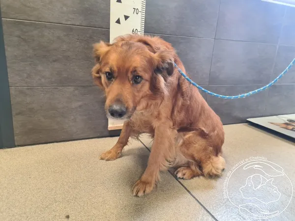 Znaleziono psa, Chełmek, 25 lutego 2025