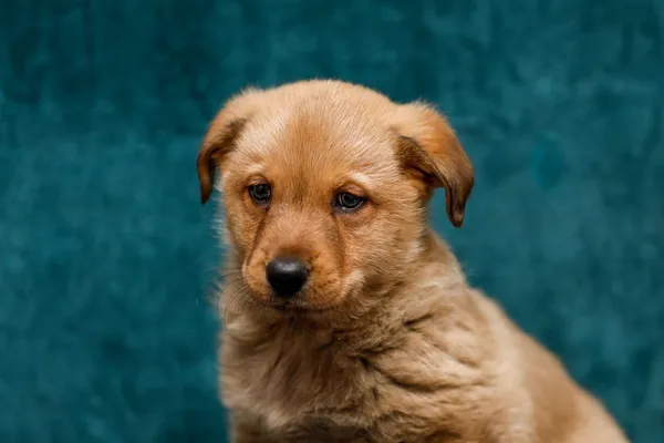 Pies do adopcji, Elbląg, 26 lutego 2025 (3/5)