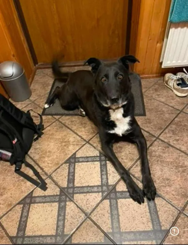 Zaginął pies, Łódź, 26 lutego 2025