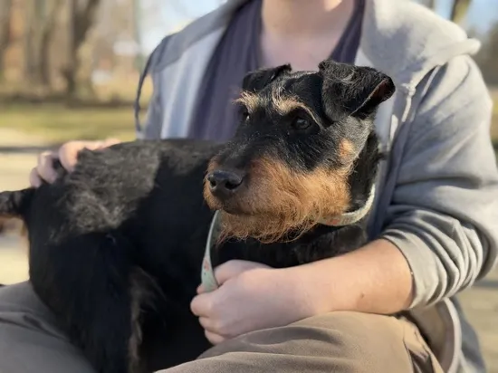 Pies do adopcji, Kraków, 12 lutego 2025 (1/5)