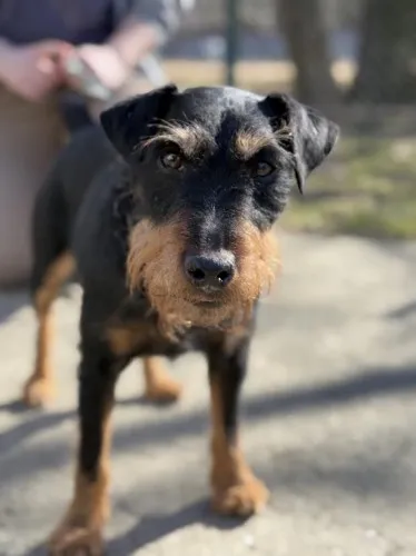 Pies do adopcji, Kraków, 12 lutego 2025 (2/5)