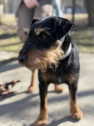 Pies do adopcji, Kraków, 12 lutego 2025 (4/5)