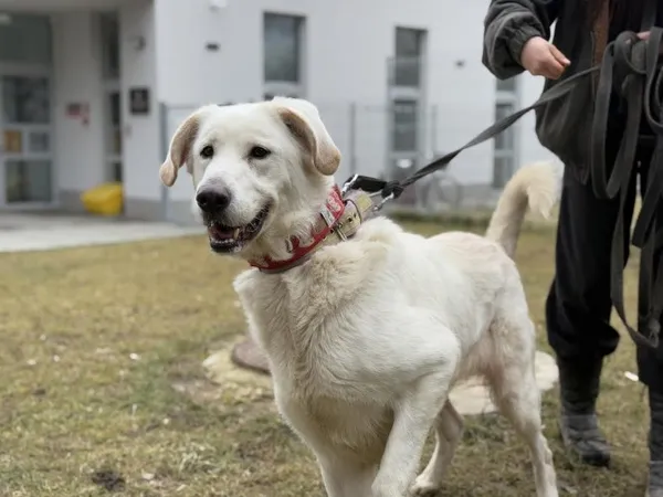 Pies do adopcji, Kraków, 12 lutego 2025 (2/5)