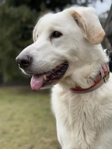 Pies do adopcji, Kraków, 12 lutego 2025 (5/5)