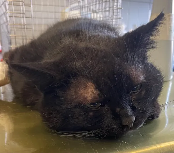 Znaleziono kota, Lublin, 24 lutego 2025