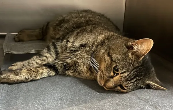 Znaleziono kota, Lublin, 25 lutego 2025