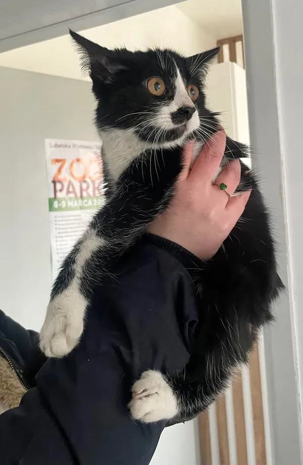 Znaleziono kota, Lublin, 26 lutego 2025
