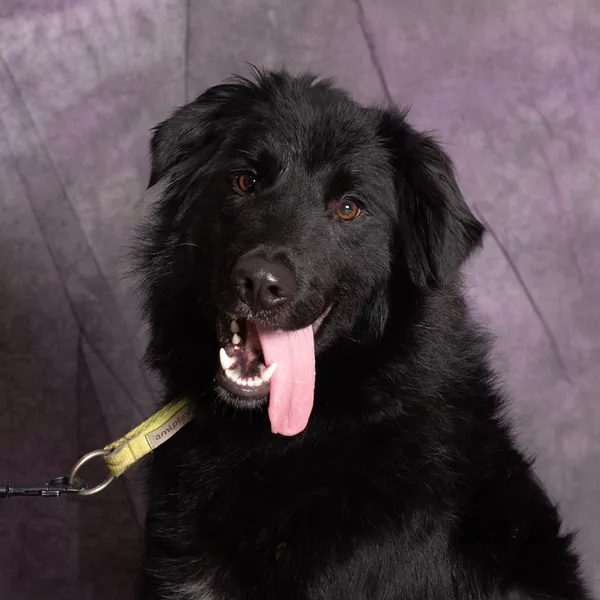 Pies do adopcji, Gdańsk, 11 października 2024