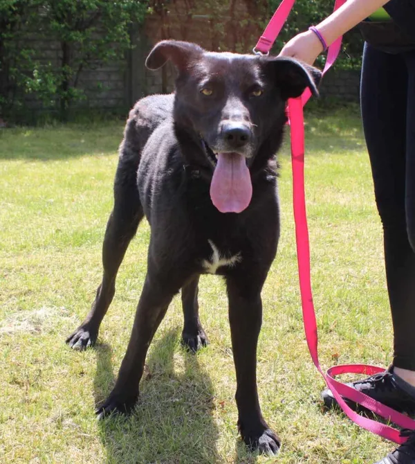 Pies do adopcji, Konin, 22 listopada 2023 (1/2)