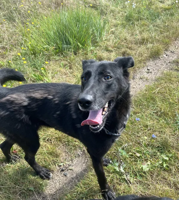 Pies do adopcji, Konin, 22 listopada 2023 (2/2)