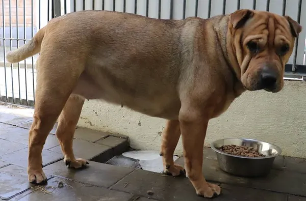 Znaleziono psa, Łódź, 27 lutego 2025 (1/5)