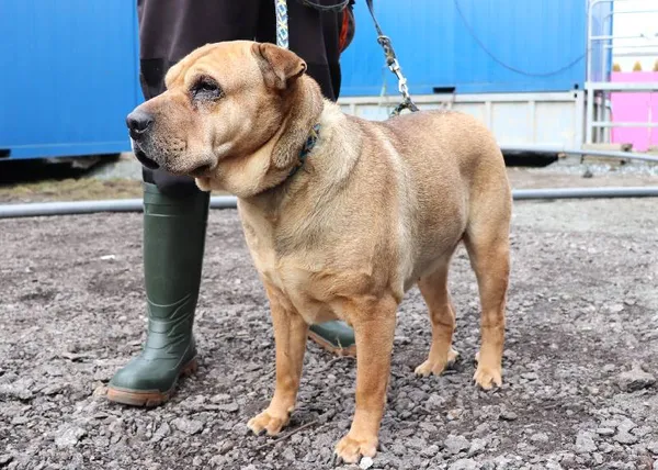 Znaleziono psa, Łódź, 27 lutego 2025 (3/5)