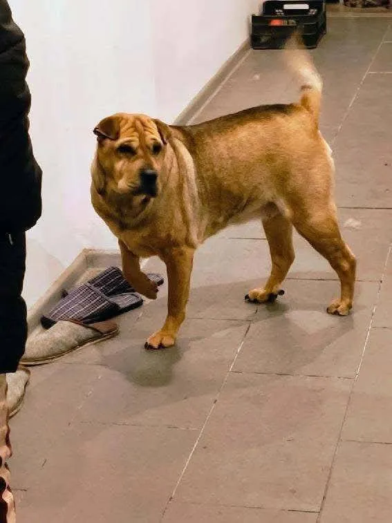 Znaleziono psa, Łódź, 27 lutego 2025 (5/5)