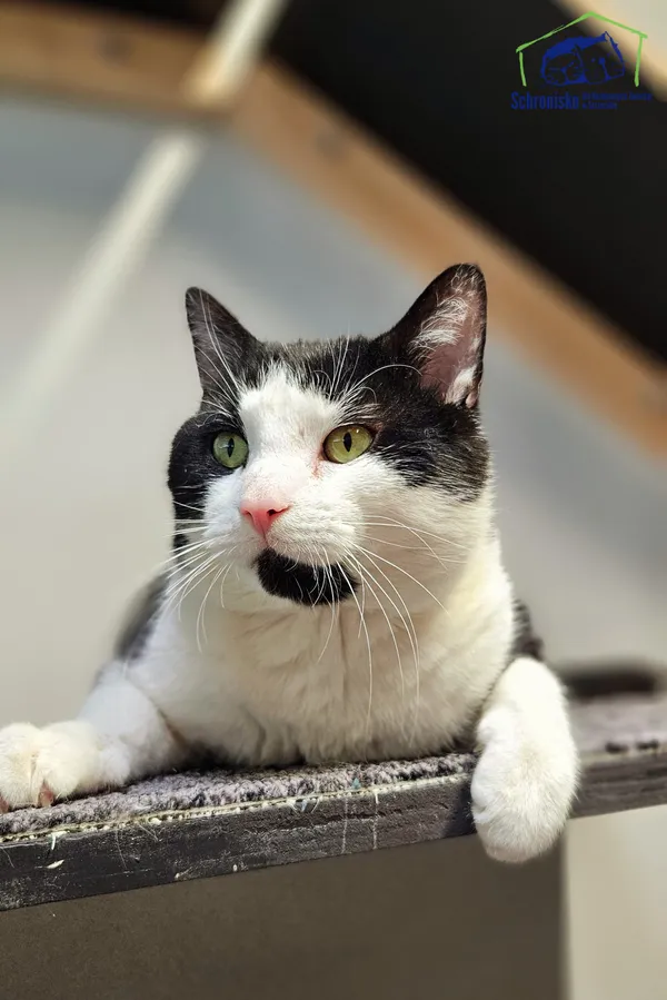 Znaleziono kota, Szczecin, 27 lutego 2025 (1/4)