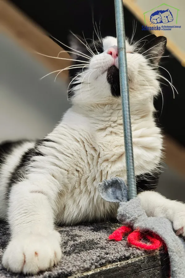 Znaleziono kota, Szczecin, 27 lutego 2025 (2/4)